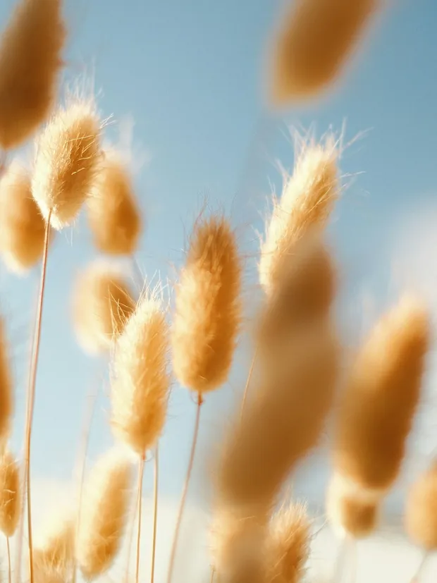 Bunny-tail grasses against a clear sky